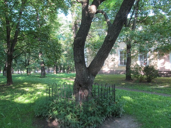 В городском парке настоящее пробковое дерево.